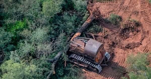 Argentinië verzet zich tegen de "standaard" risicoclassificatie van EU -ontbossing - Mercopress