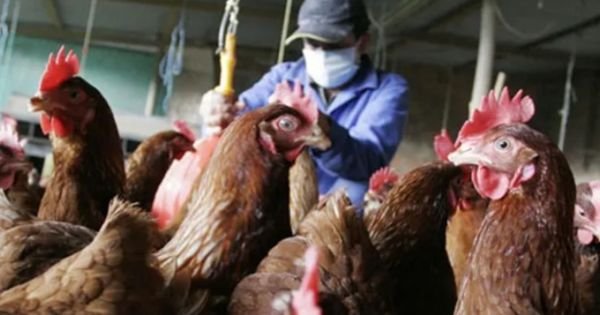 Paraguay op alert voor griepuitbraak in het naburige Brazilië - Mercopress