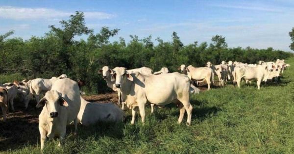 Singapore als een toegangspoort tot andere Aziatische Zuidoost -markten voor Paraguayaans vlees - Mercopress