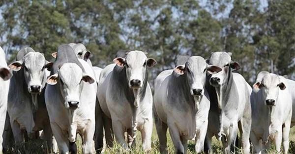 Japanse delegatie Audita Productie van Paraguayaans vlees - Mercopress