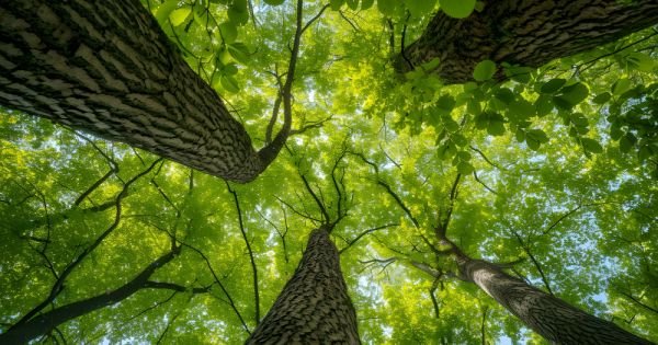 Paraguay verwacht meer dan 1 miljard dollar aan investeringen van Singapore in koolstofkredieten